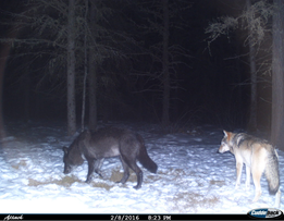 Black wolf and grey wolf hunting picture